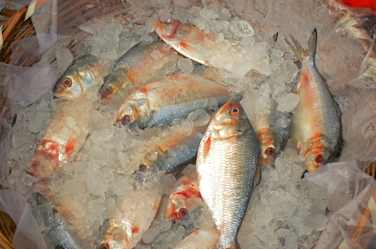Close-up of fresh fish stacked on ice in a market basket, showcasing food freshness.